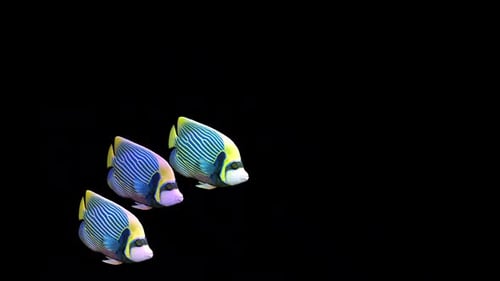 Tres peces ángel emperador nadando