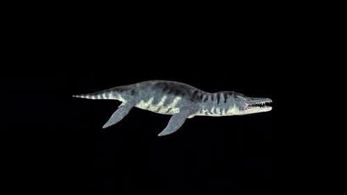 3D Animated Pliosaurus Swimming Prehistoric Marine Reptile