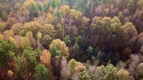 Aerial Drone Footage of Colorful Autumn Forest. Overhead Top View of Colorful Trees in Autumn.