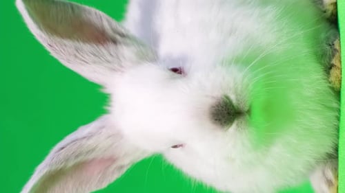 Close-up of a White Rabbit on Green Screen