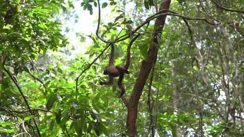 Wildlife: Churuco Monkey in Leticia, Amazonas, Colombia
