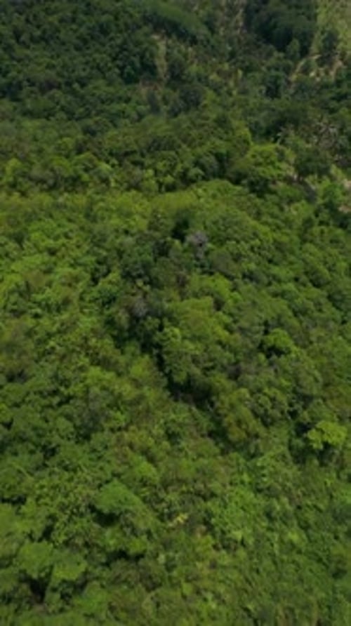 Vertical video. Dense Jungle Canopy with Layers of Green Foliage and Trees Viewed from Above,