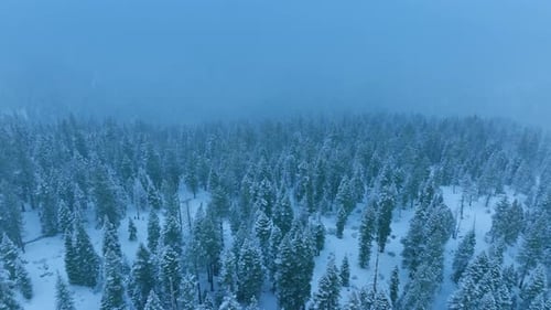 Aerial View of Snowy Evergreen Trees in Winter