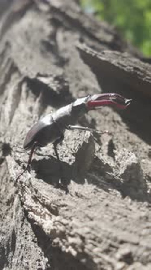 Bottom-up view of European Greater Stag Beetle walking along trunk around tree