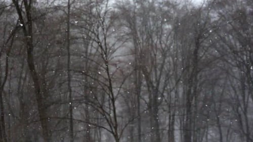 Schneefall in Zeitlupe an verschneiten Wintertagen mit Schneesturmwaldhintergrund