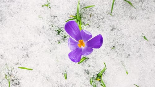 Top Down View of Beautiful Crocus Flowers Blooming in Green Meadow and Snow Melts Spring Time Lapse