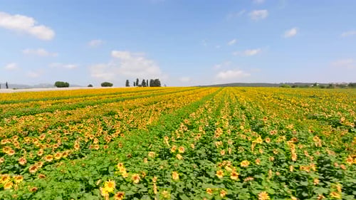 Sunflower field with rows of bright yellow large Sunflowers