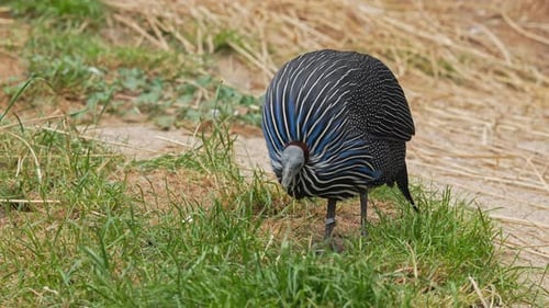 Exotischer Geier-Perlhuhn, der im natürlichen Lebensraum oder im Zoo auf Gras spaziert