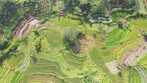 Overhead drone shot of large green rice field. Green pattern of rice field on Indonesia - Top down a