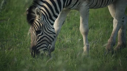 Close Up of Plains Zebra Eating Fresh Green Grass in African Savanna Showcasing Animal's Distinctive