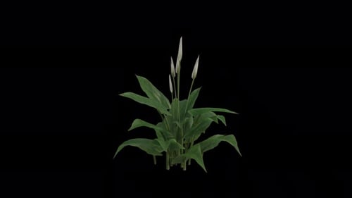 Calla Lily Plant blowing in the wind. Animated Flowering Plant. Alpha Channel. Loop Animation