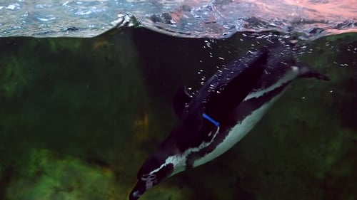 Penguin Swimming Underwater in the Ocean