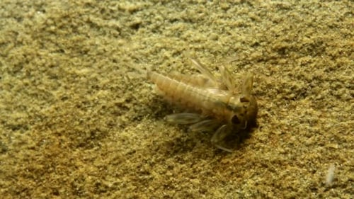Eintagsfliegennymphe (Cinygma sp.) bewegt sich auf einem Felsen in einem Forellenbach und kriecht aus dem Rahmen