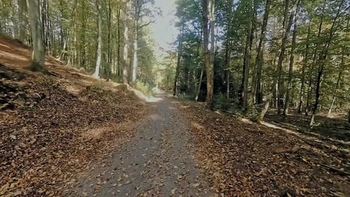 Walking through the autumn forest in mid day with harsh sunlight in slow motion