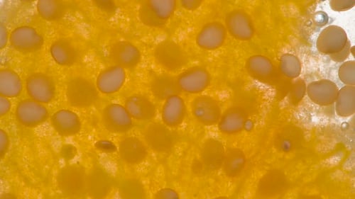 Écrasez la baie de Physalis mûre