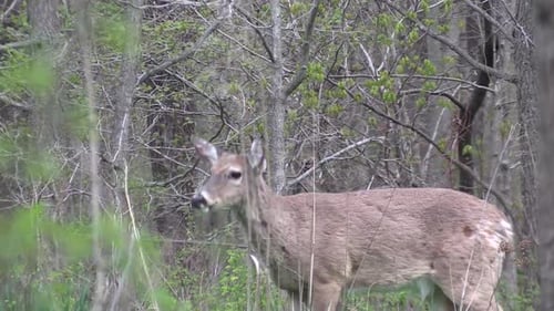 One wild whitetail female deer doe standing on green grass and looking at camera in tree forest, clo