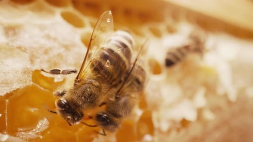 Familie Busy Bees arbeitet im Bienenstock aus Holz, Imkerei, kollektive Arbeit