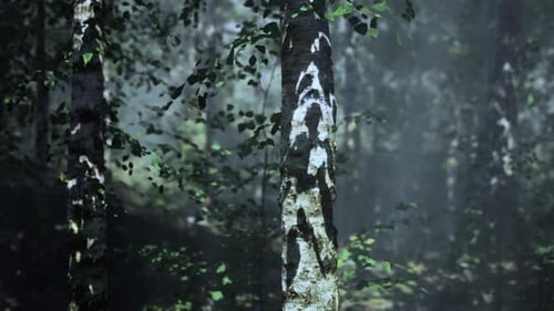 A Forest Filled with Lots of Tall Trees