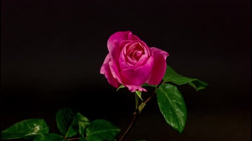 Pink Rose Blossoming in Time Lapse on Black