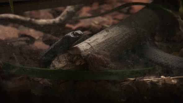 Rinkhals snake in a cage, Nature Stock Footage ft. animal & zoo - Envato