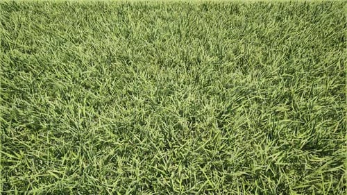 Green Grass Landscape Plants Bg