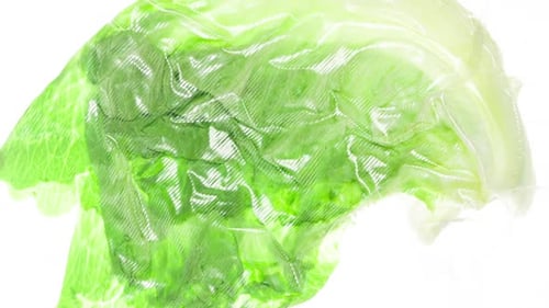 Envasado y congelación de hojas de lechuga
