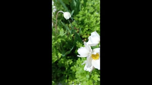 White flowers moving on wind. Spring time blossoms. Vertical video.