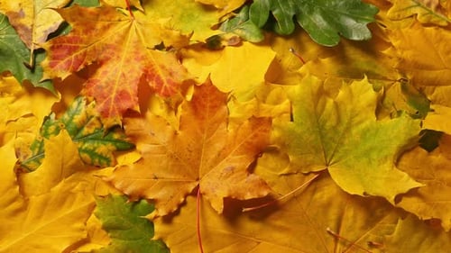 Pile of Colorful Leaves in Autumn Season