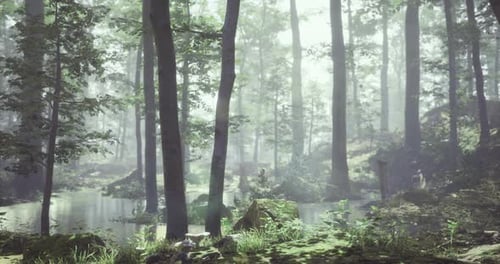 Misty Forest Landscape with Trees Surrounding a Serene Water Body