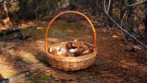 Mushroom Picking in the Forest Selective Focus