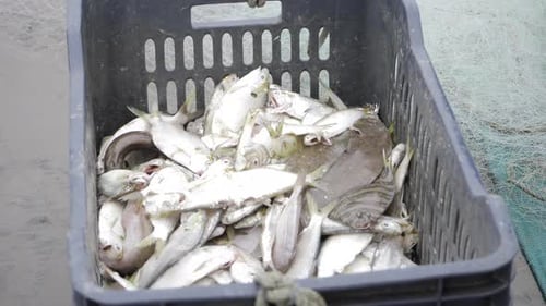 Freshly Caught Fish in a Plastic Container