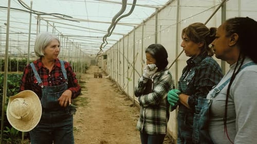 Multiracial women farmers working inside the greenhouse - Farm people lifestyle concept