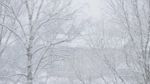 Snow Falls on Bare Trees in Winter City