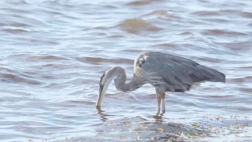 great blue heron patiently drinks ocean water in slow motion