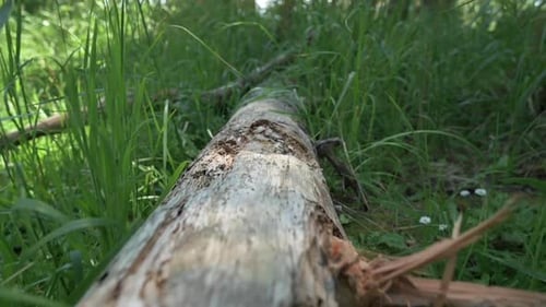 Dead Fallen Tree Trunk On Ground With Green Grass. - close up, pan down