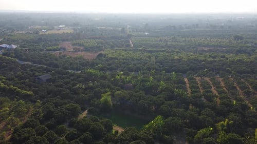 Aerial view of summer in forest. Drone shoot above mixed forest, green deciduous trees i