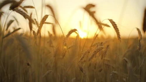 Weizenfeld-Ähren wiegen sich bei Sonnenuntergang vom sanften Wind