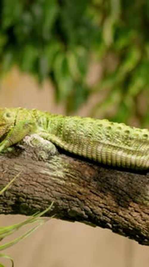 Lézard caïman reposant sur une branche dans un habitat tropical luxuriant