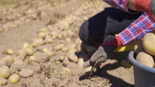 The hands of a person picking potatoes in a potato field.
