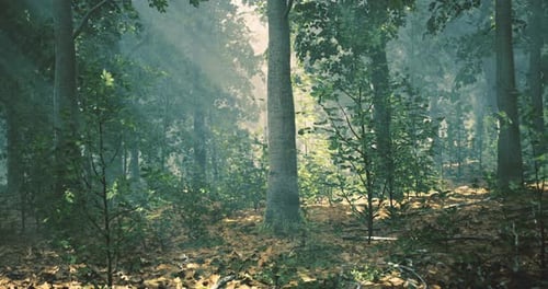 Sunlight Streaming Through Lush Trees in a Serene Forest Setting