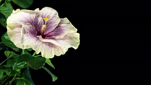 Blooming Hibiscus Flower Time Lapse on Black Background