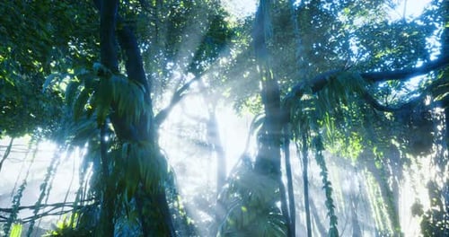 Lush Forest Bathed in Golden Sunlight Filters Through the Dense Canopy