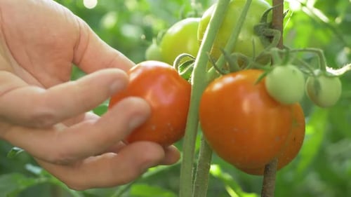 Der Gärtner pflückt reife Tomaten mit einer Schere aus Präzisionsgründen von der Pflanze