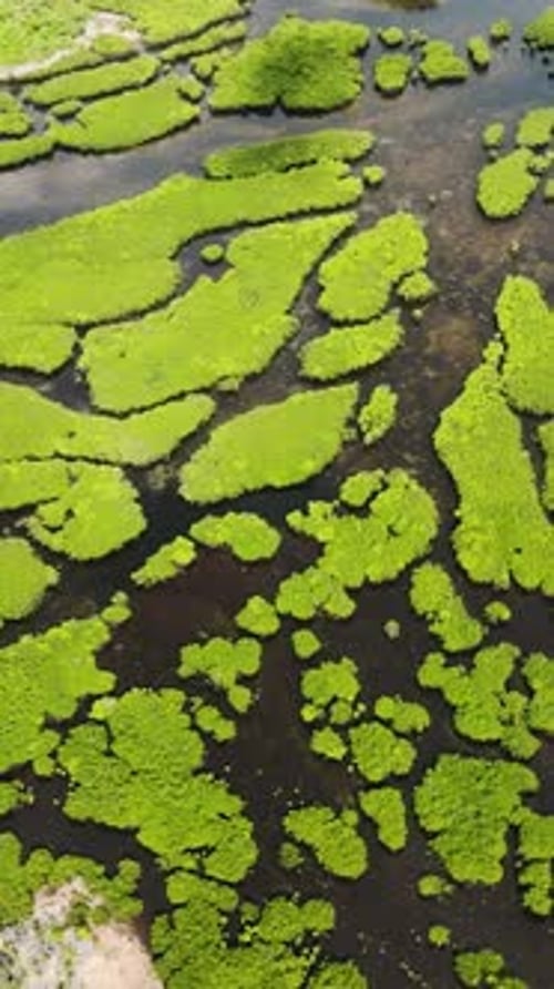 Mangrove Landscape with Waterways and Green Patches Siargao Philippines