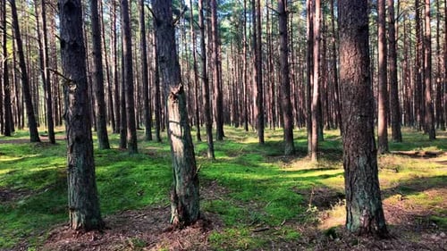 Tranquil pine forest scene with dense tree trunks, green moss covering the ground, and sun rays