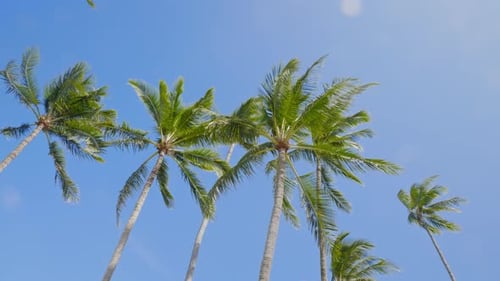 Coconut palm trees on exotic beach at Maui Island, Hawaii, USA, low angle