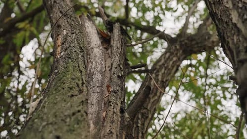 Tree Trunk with Broken Limb in a Forest