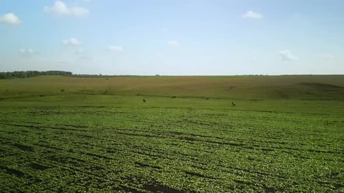 Green field aerial view in Ukraine