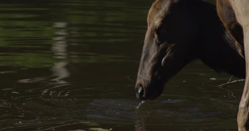 Kanadische Tierwelt - Ein Reh, das in Zeitlupe Wasser aus einem See trinkt