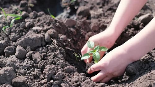 Hands of a Woman Planting a Young Plant Dry Land Preservation of Ecology